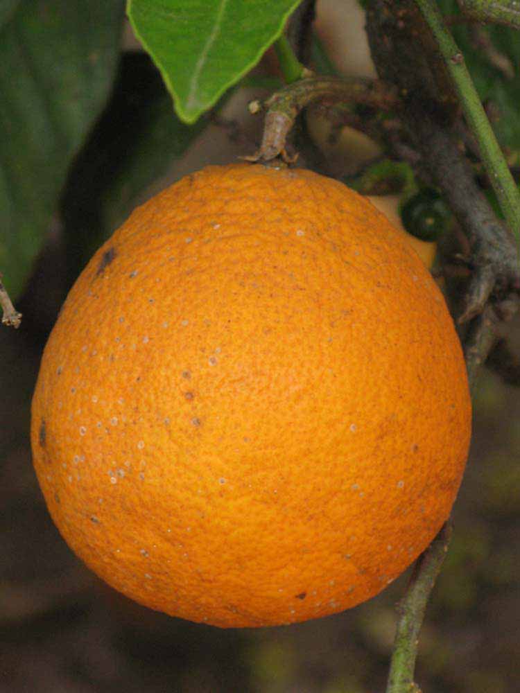            Fruit (Riverside, CA)   